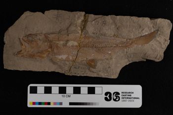 Media type: image;   Vertebrate Paleontology VPF-5333 Description: Photograph of the skeleton for MCZ VPF-5333, Anaethalion knorri.;